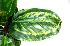 Artificial Medium 50cm Calathea Veitchiane Plant